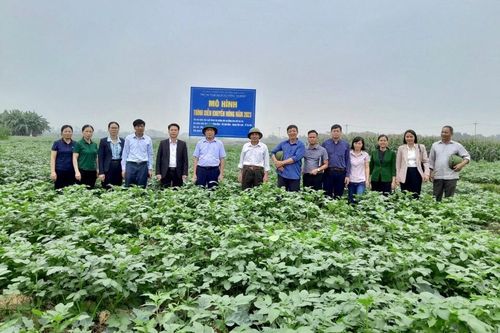 Hà Nội đưa giống cây trồng chất lượng cao vào sản xuất
