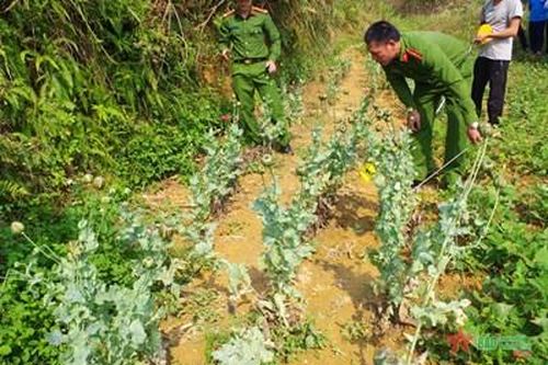 Hà Giang: Bắt đối tượng trồng và sản xuất trái phép chất ma túy