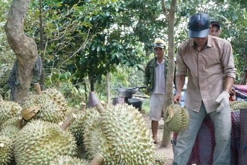 Câu trả lời liên quan sầu riêng nhiễm cadimi rất có vấn đề?