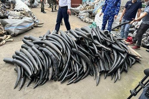 Hải Phòng thu giữ gần 1,6 tấn ngà voi nhập lậu