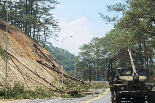 Đà Lạt cấm các phương tiện lưu thông qua đèo Prenn để cưa 15 cây thông