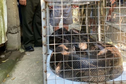 Một người dân ở Huế giao nộp trăn đất nặng 85kg cho kiểm lâm