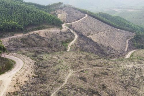 10ha rừng tự nhiên ở Bắc Giang bị chặt phá