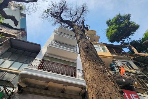 Cây sao đen trăm tuổi bị chết trên phố Lò Đúc: Lãnh đạo quận thấy xót xa