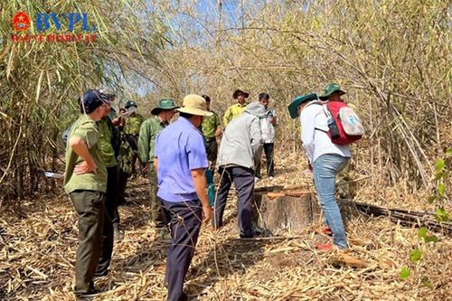 Kiểm sát giám định thiệt hại rừng tại huyện Bắc Bình
