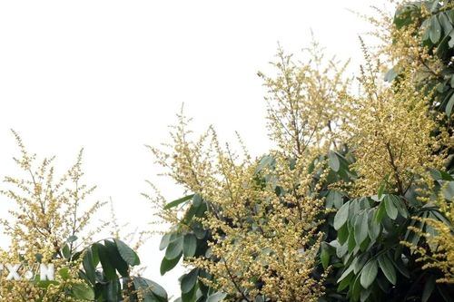 Hưng Yên tập trung chăm sóc nhãn thời kỳ ra hoa, đậu quả