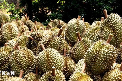 An Giang đẩy mạnh xuất khẩu trái cây sang các thị trường yêu cầu cao