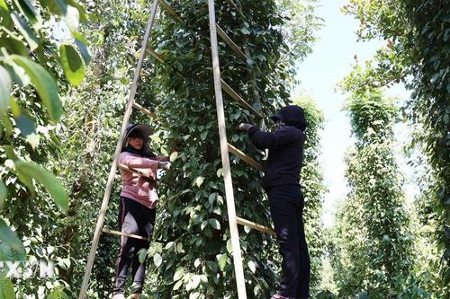 Việt Nam có 14 nhà máy chế biến sâu trong ngành hàng gia vị
