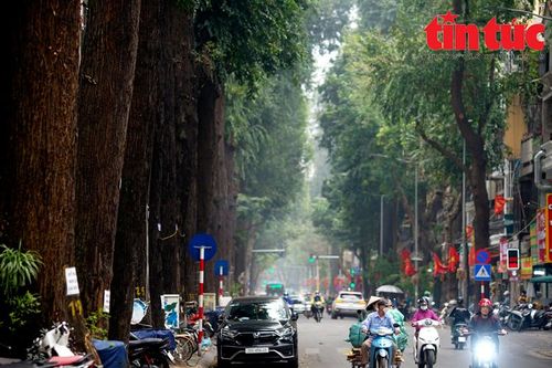 Vì sao những cây sao đen trên phố Lò Đúc, Hà Nội bị chết?