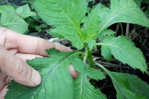 Loại rau nhà nghèo xưa ăn chống đói nay thành đặc sản giá 200.000 đồng
