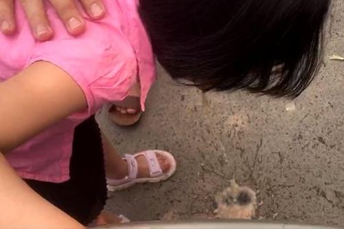 Hà Nội: Nhiều học sinh bị ngứa, nôn mửa sau khi trường phun thuốc muỗi