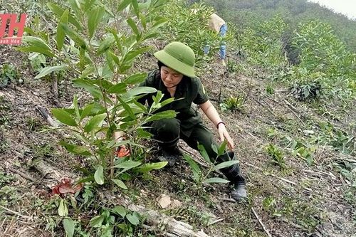 Xây dựng mô hình trồng rừng thâm canh gỗ lớn bằng giống keo lai nuôi cấy mô