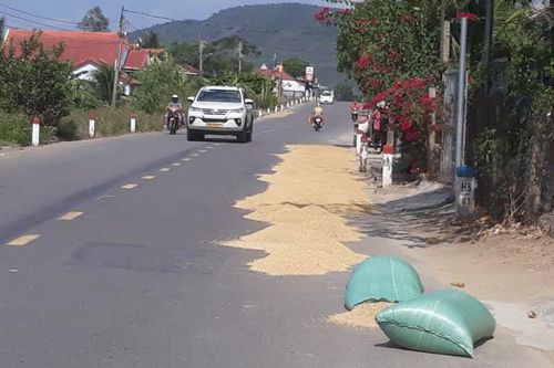 Chiếm dụng lòng đường để phơi lúa