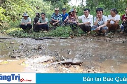 Phát hiện trại nuôi lợn xả thải ra suối Rào Trường và cá ở đây chết hàng loạt
