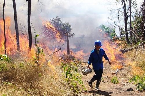 Cháy rừng kỷ lục tấn công Venezuela