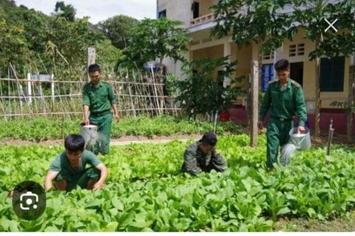 Bộ đội trồng rau