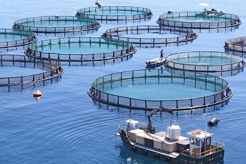 Ngành nuôi biển ngóng chờ quy hoạch không gian biển quốc gia
