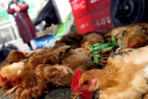 700 tấn gà đẻ loại thải nhập lậu vào Việt Nam mỗi tháng