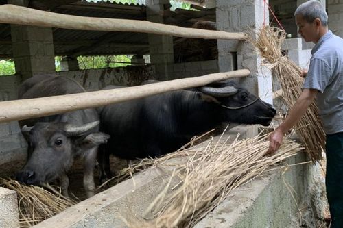 Hỗ trợ 6.738 hộ dân di dời chuồng trại ra khỏi gầm sàn nhà ở