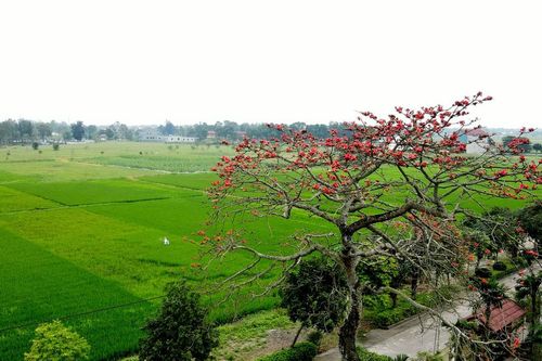 Những cây hoa gạo cổ thụ đua sắc đỏ giữa làng quê Hà Tĩnh