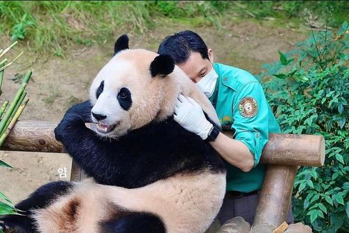 Người hâm mộ Hàn Quốc đội mưa tiễn 'siêu sao' Fu Bao về nước