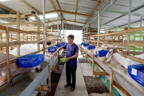 Thư về tòa soạn: Nuôi dê thoát nghèo