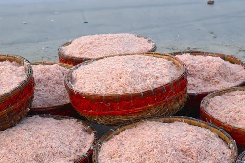 Rộn ràng mùa ruốc biển