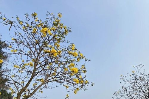 Hoa phong linh nở bung vàng rực góc trời Hà Nội