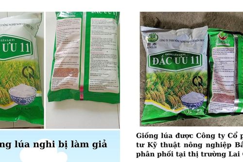 Ngăn chặn lúa giống bị làm giả ở Lai Châu