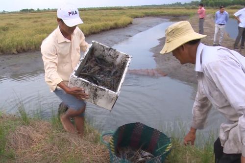 Sản xuất nông nghiệp thuận thiên ở ĐBSCL: Cần nguồn lực lớn