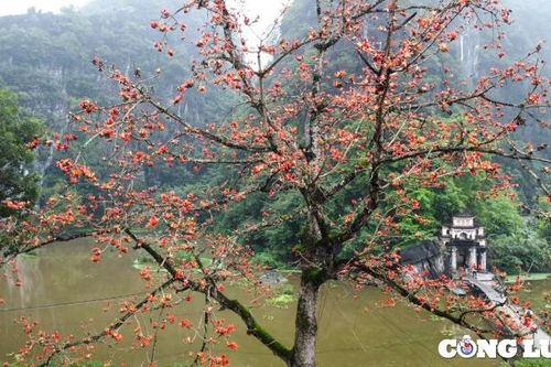 Rực rỡ sắc hoa gạo bên mái chùa cổ ở Ninh Bình
