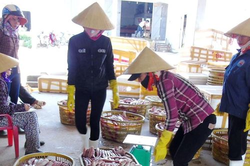 Niềm vui ngư dân được mùa