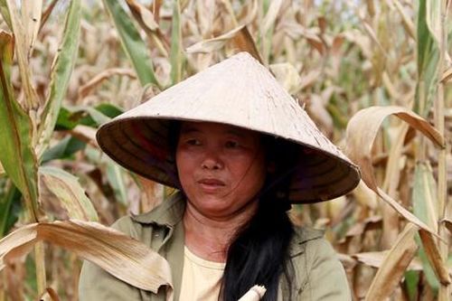Người dân lo thất thu khi ngô đến kỳ thu hoạch bất ngờ chết khô