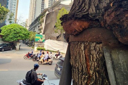 Cây xanh ở Hà Nội nham nhở sẹo lồi do gông 'siết cổ'