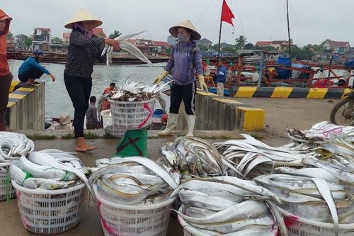 Sản lượng đánh bắt kỷ lục, ngư dân làng biển thu 50 triệu đồng/tháng