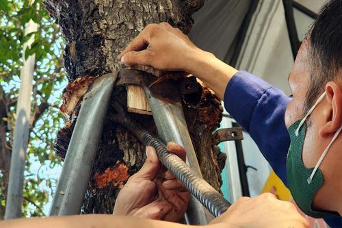 Hàng loạt cây xanh ở Hà Nội được tháo gông sắt, cắt sẹo lồi