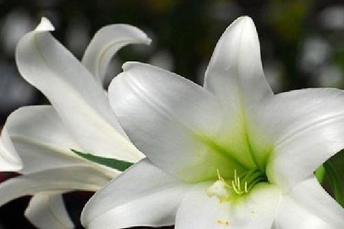THÁNG TƯ VỀ