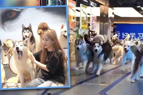 100 con chó xổng chuồng, gây hỗn loạn trung tâm mua sắm Trung Quốc