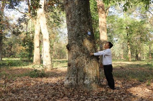 Bảo tồn vườn cao su 118 tuổi ở Đồng Nai