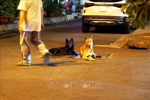 Các địa phương tăng cường phòng, chống dịch bệnh trên động vật
