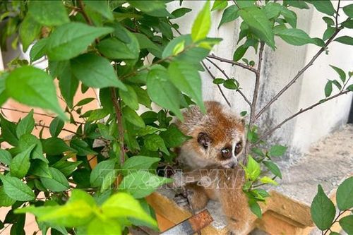 Liên tiếp phát hiện hai cá thể Cu li nhỏ quý, hiếm