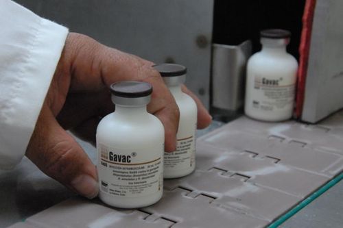 Cuba xuất khẩu 38 triệu liều vaccine chống bọ ve gia súc