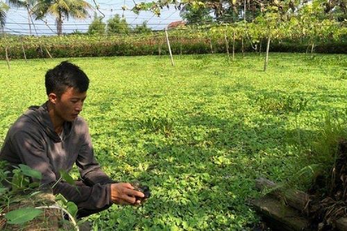 Anh nông dân thu 500 triệu/năm nhờ nuôi con đặc sản 'thích ăn xơ mít'