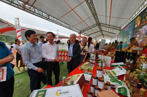Bắc Giang: Sâm Nam núi Dành được phân phối độc quyền tại thị trường Hoa Kỳ