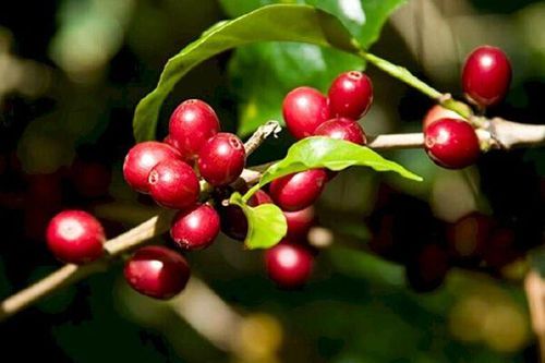 Giá cà phê sắp chạm mốc 100.000 đồng/kg nhưng nguồn cung trong dân đã cạn