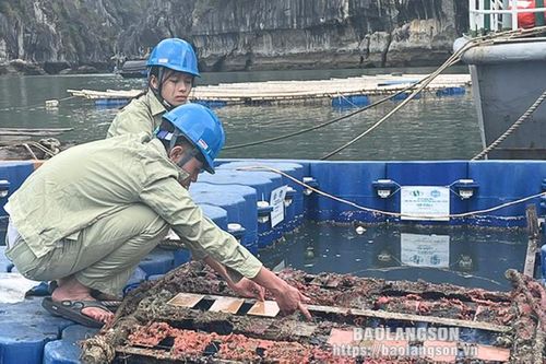 Nghiên cứu chế tạo sơn kháng vi khuẩn biển: Dự án có giá trị thực tiễn cao