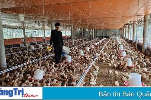 Huyện Gio Linh gặp khó khăn trong phát triển trang trại chăn nuôi quy mô lớn
