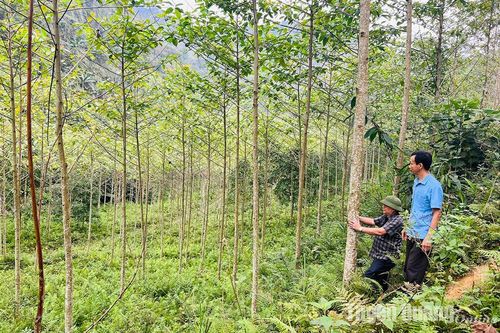 Tiềm năng từ cây gáo trắng