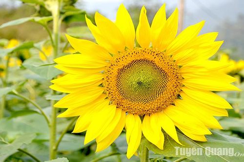Mùa hướng dương Bản Bung