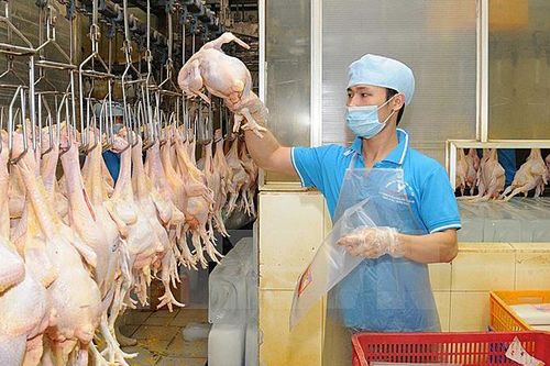 Không dễ lập hàng rào kỹ thuật kiểm soát sản phẩm chăn nuôi